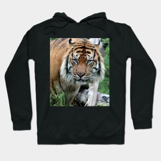 Sumatran Tiger 2 Hoodie